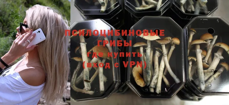 Псилоцибиновые грибы Psilocybe  даркнет сайт  Алейск 